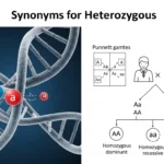 synonyms of heterozygous