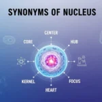 synonyms of nucleus